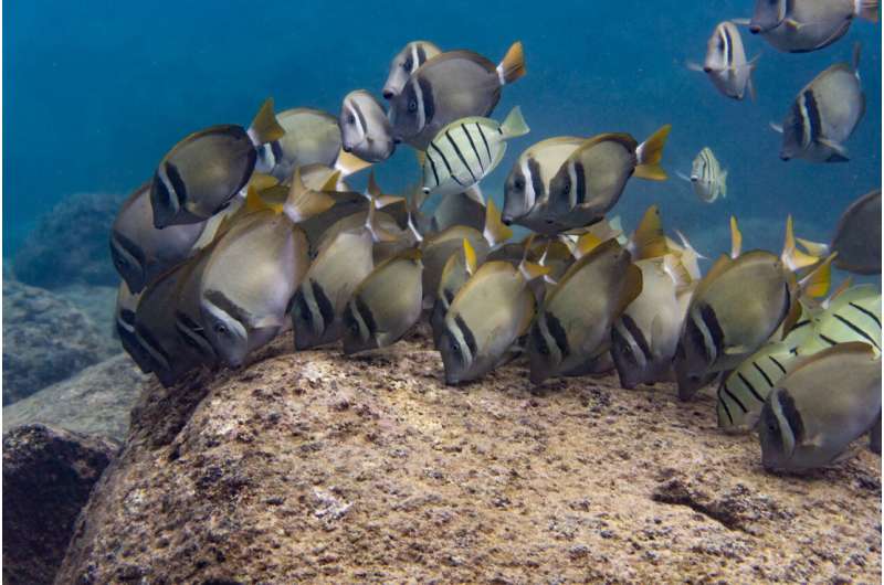 New research reveals a fishing threshold for reef resilience