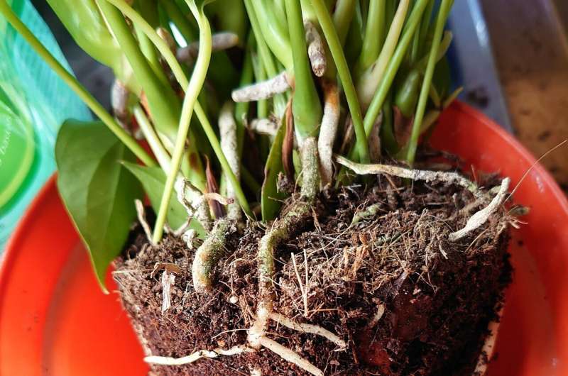 New research roots out solution to keeping houseplants healthy 