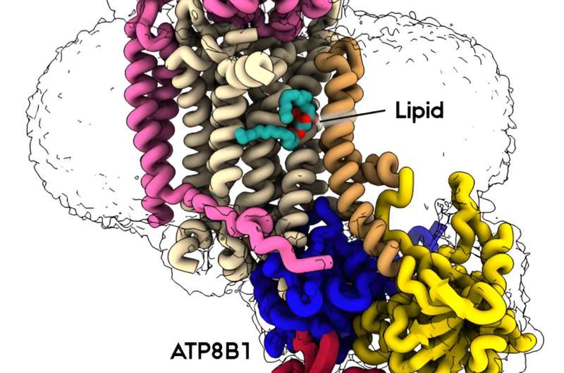 New research shows how important protein keeps our cell membranes in balance