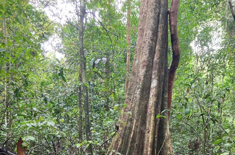 New research shows recovering tropical forests offset just one quarter of carbon emissions from new tropical deforestation and f