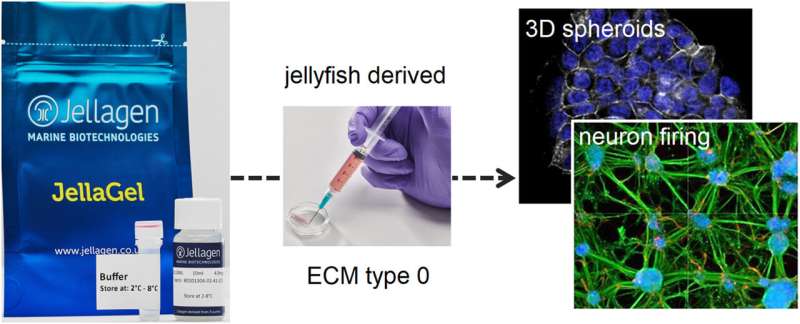 New research unlocks medical potential of jellyfish biomaterial