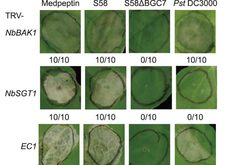 New research unveils pseudomonas cyclic lipopeptide medpeptin's role in modulating plant immunity