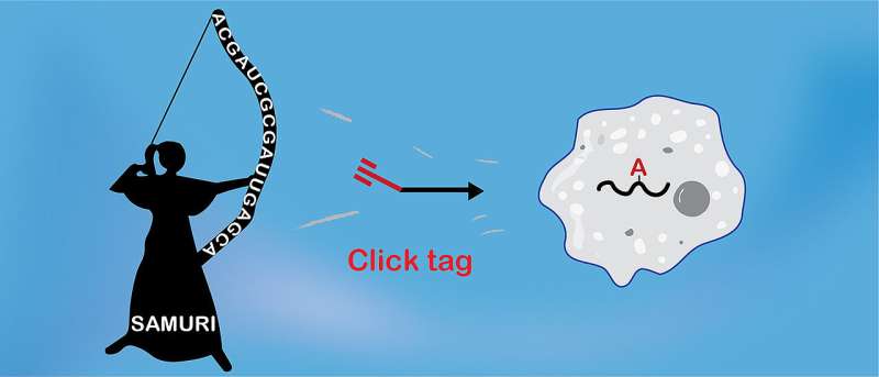 New ribozyme can make RNA molecules accessible for click chemistry in living cells