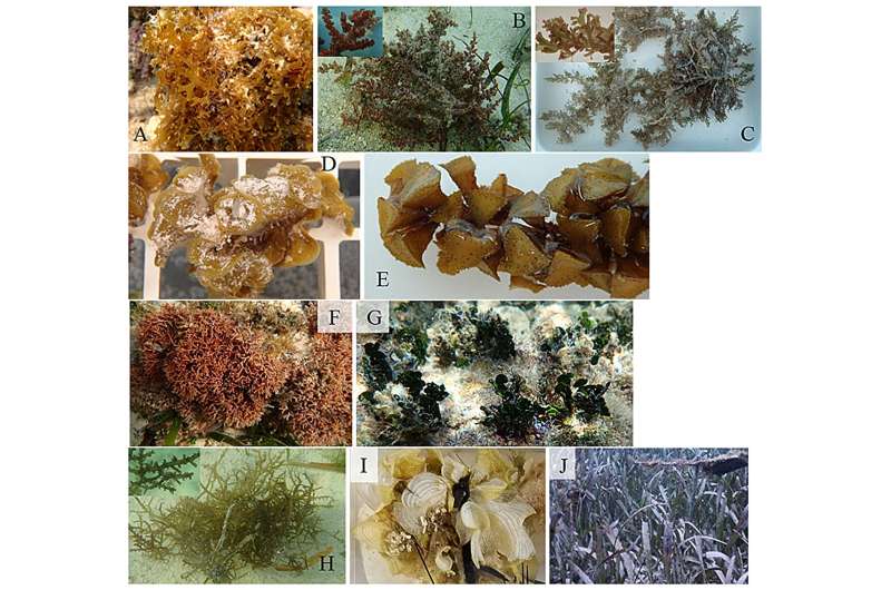 New scientific study reveals the crucial role of herbivorous fishes and sea urchins in restoring Caribbean coral reefs