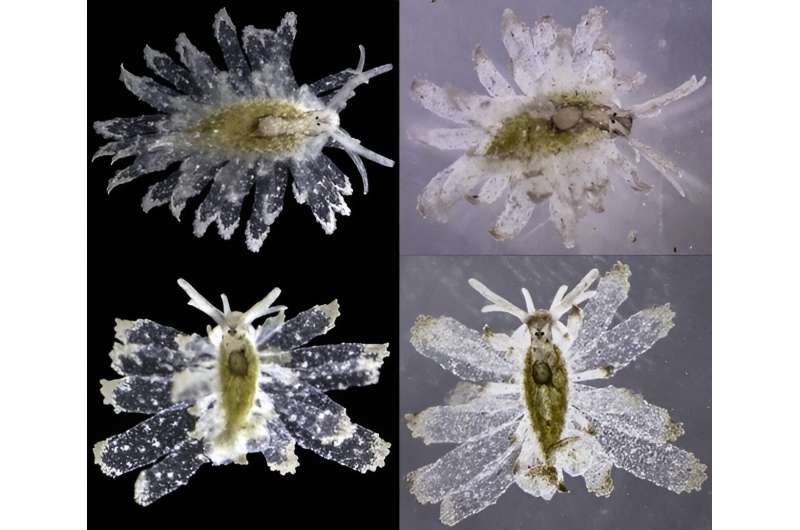 New sea slug species named after retired University of South Florida biology professor