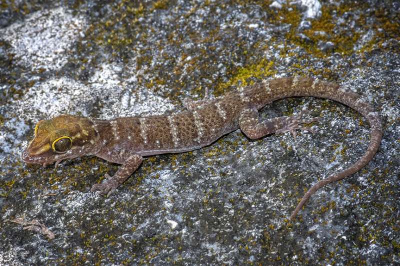 New species from a new country: A newly desrcribed gecko from Timor-Leste, the 4th youngest country in the world