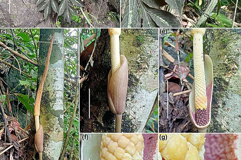 New species of arum family reported from Myanmar