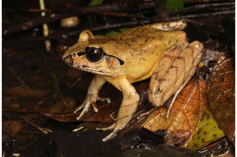 New species of frog discovered in NSW already feared endangered
