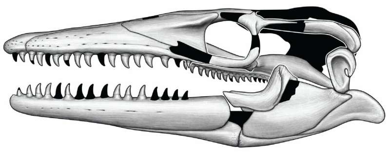 New species of mosasaur named for Norse sea serpent