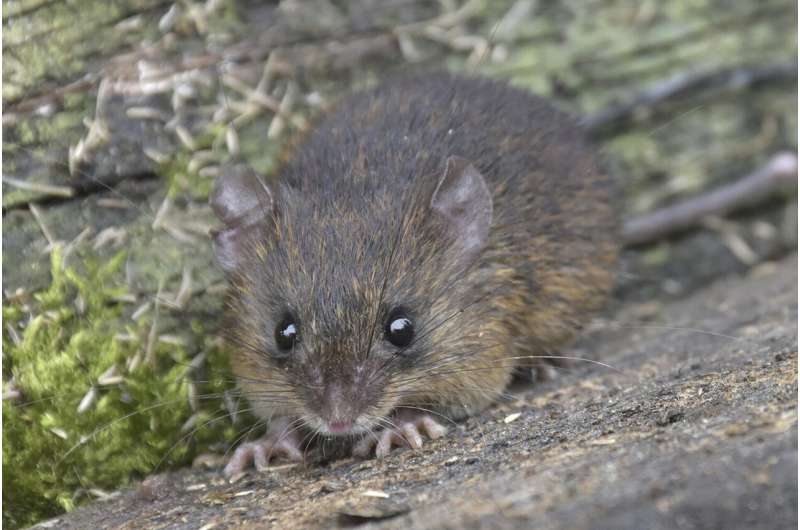 New species of spiny mouse discovered in rainforest