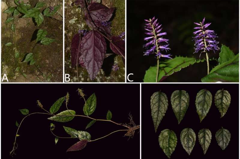 New species of Veronicastrum wulingense discovered in Hubei, China