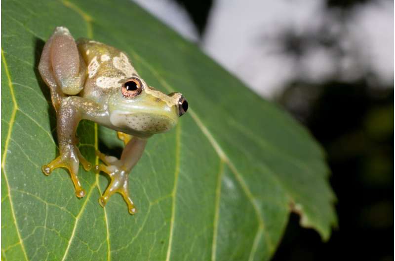 New species of voiceless frog discovered in Tanzania