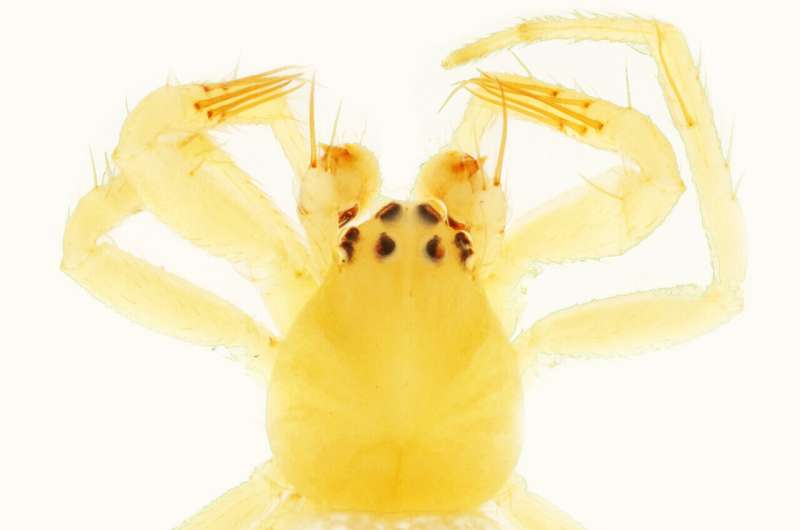 New spider genus named after pop band ABBA