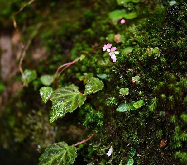 New stoloniferous species of begonia found in Yunnan