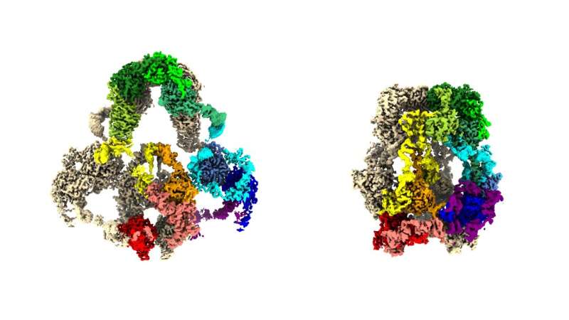 New study by neuroscientists and nephrologists offers clearest views yet on a key protein found in kidney and brain, opens avenu