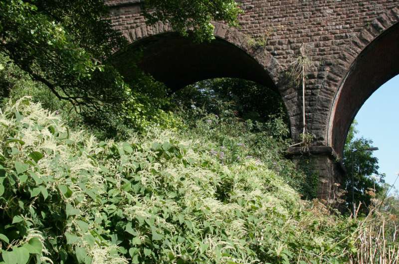 New study counts the environmental cost of managing Japanese knotweed