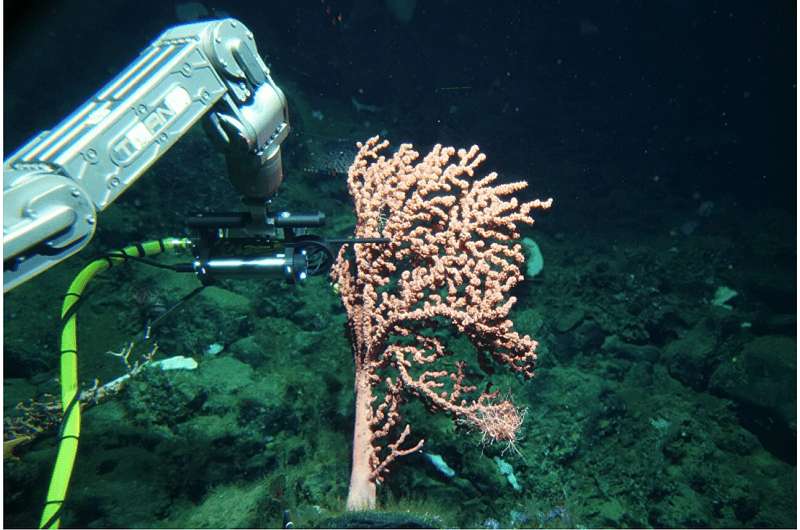 New study: deep sea sensor reveals that corals produce reactive oxygen species