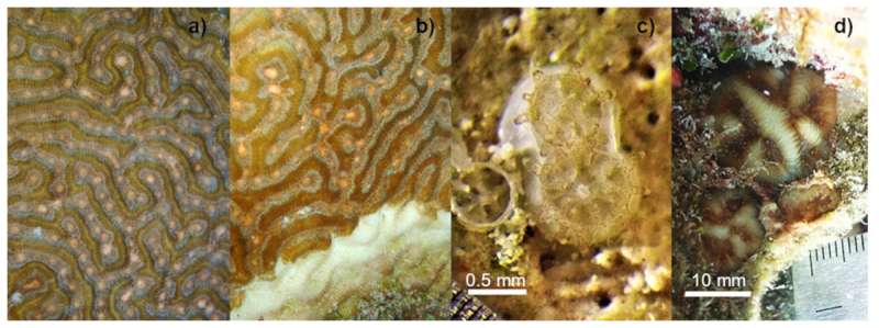 New study demonstrates the potential of diseased coral parents in restoring stony coral tissue loss disease-affected species
