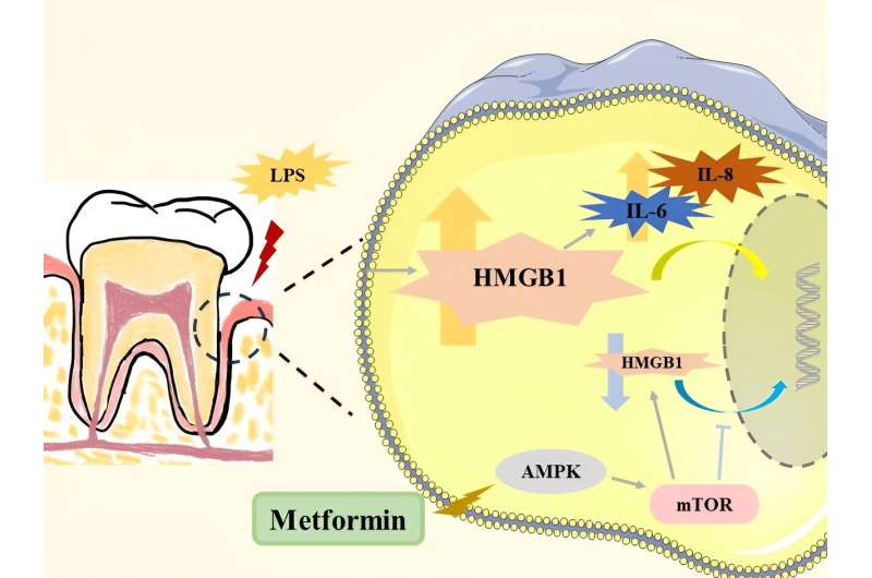 New study explores the role of metformin in ameliorating hmgb1-mediated oxidative stress in periodontitis