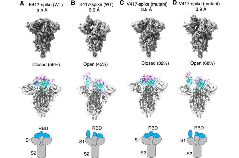 New study highlights COVID-19's adaptive strategy for infection