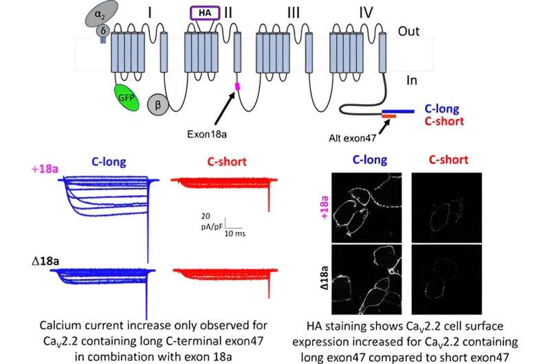 New study highlights importance of not investigating exon splicing in isolation