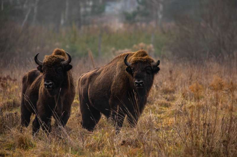 New study identifies the best areas for rewilding European bison