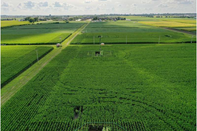 New study indicates C4 crops less sensitive to ozone pollution than C3 crops