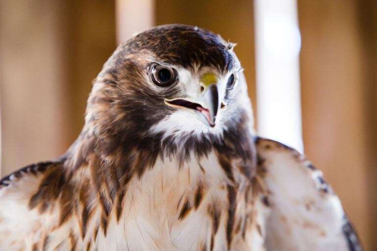 New study is first to find exposure to neurotoxic rodenticide bromethalin in birds of prey