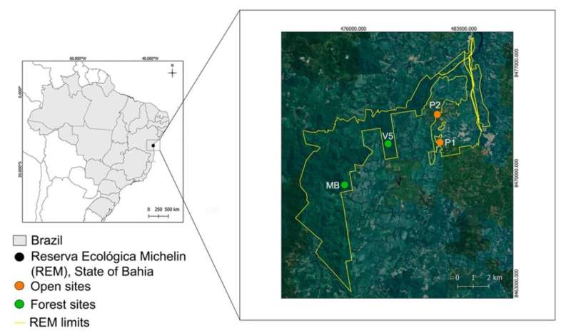 New study on movement patterns of leaf frogs in Brazil could open a path for conservation strategies