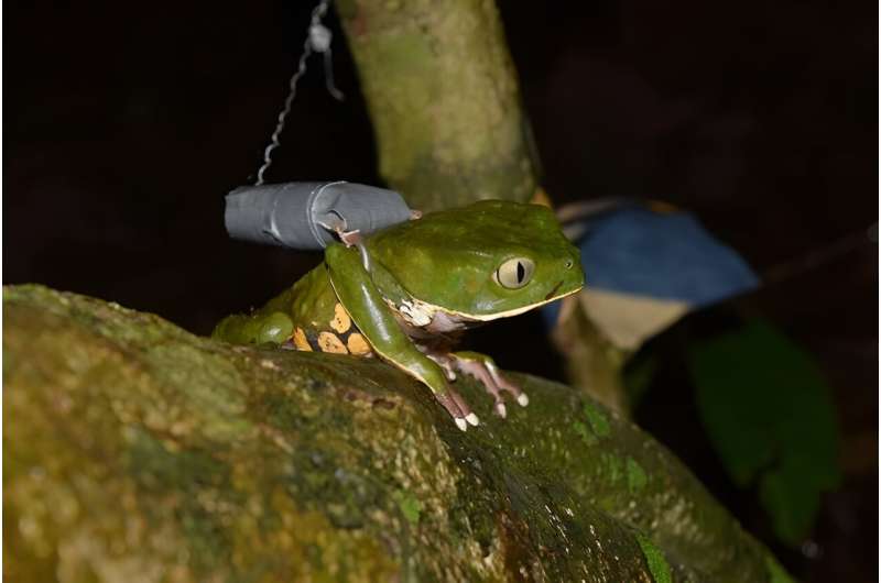 New study on movement patterns of leaf frogs in Brazil could open a path for conservation strategies