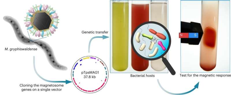New study on the genetic magnetization of living bacteria shows great potential for biomedicine