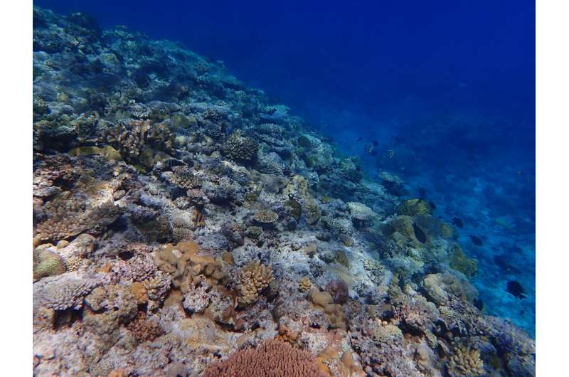 New study provides first comprehensive look at oxygen loss on coral reefs