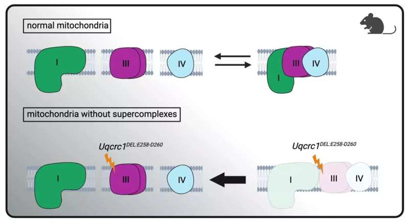 New study questions the role of supercomplexes in metabolism and disease