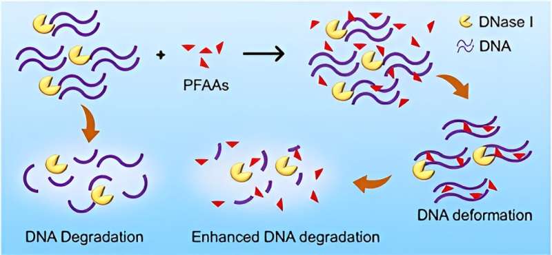 New study reveals perfluoroalkyl acids accelerate DNA degradation, highlighting potential ecological risks