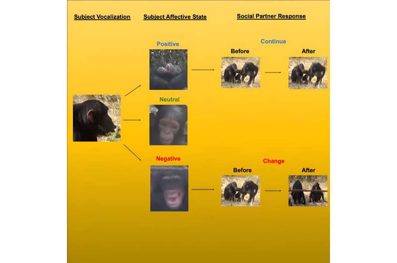 New study reveals similarities in language development between chimpanzees and humans 