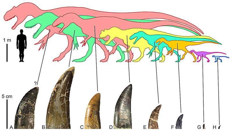 New study reveals surprising insights into feeding habits of carnivorous dinosaurs in North America