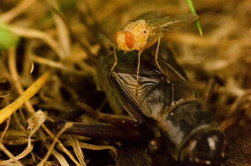 New study reveals temperature-coupled song preferences in an eavesdropping parasitoid fly