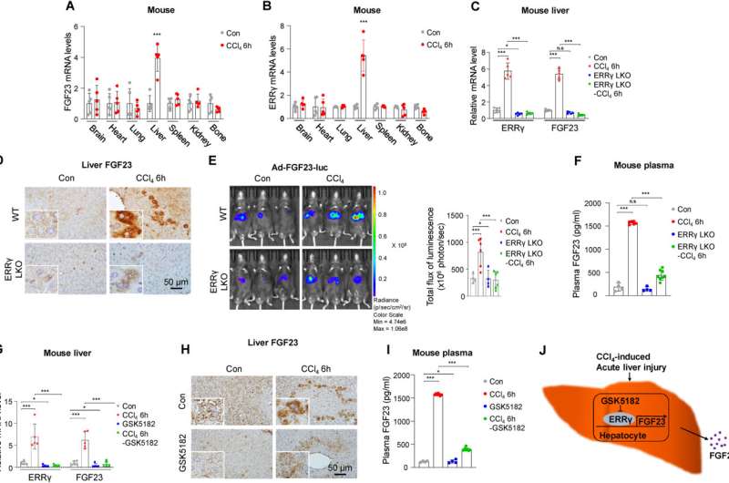 New study reveals the role of ERRγ in the regulation of FGF23 gene expression following acute liver injury