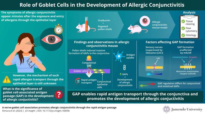 New study sheds light on the developmental mechanism of allergic conjunctivitis