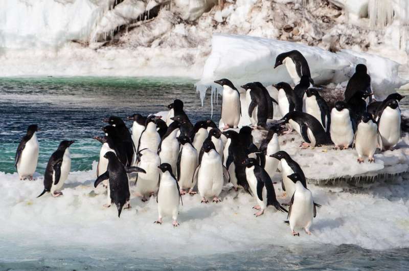 New study sheds light on Adélie penguins' reliance on declining sea ice during molt