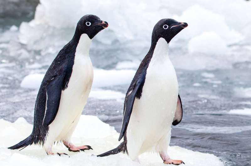 New study sheds light on Adélie penguins' reliance on declining sea ice during molt