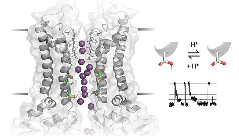 New study sheds light on the gating mechanism of ion channels