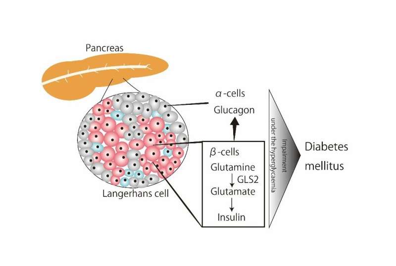 新的研究表明谷氨酰胺酶2在胰腺癌β-cells调节葡萄糖代谢