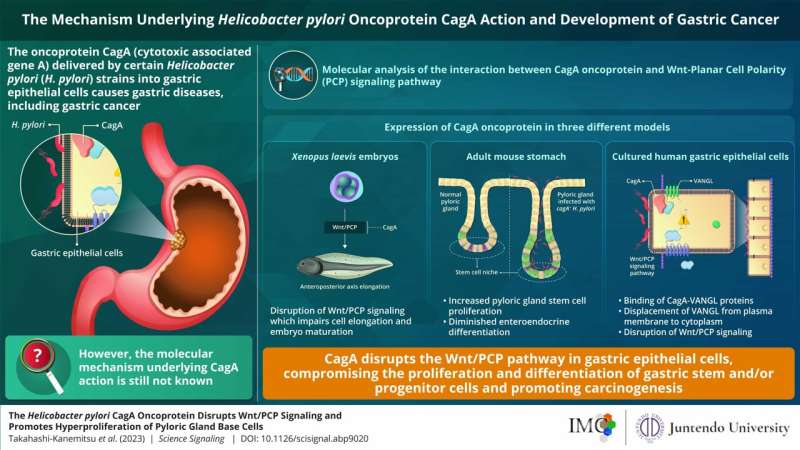 New study throws light on mechanisms underlying helicobacter pylori-induced gastric cancer