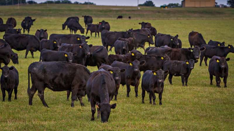 New study uses gene prediction tool to select premium grade Angus herds in Missouri and across the United States
