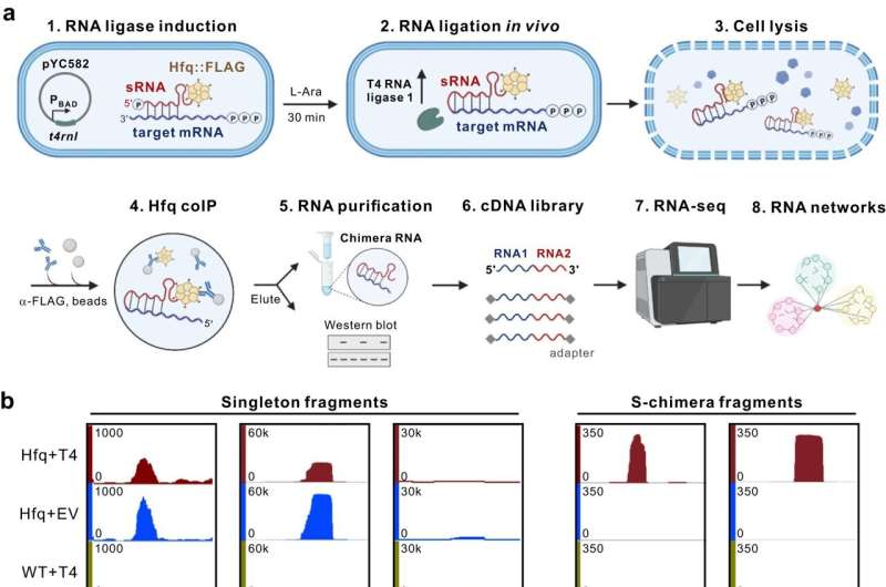 New technique to analyze RNA-RNA interactions in live microbial cells