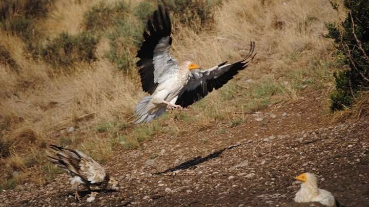 New technologies reveal the impact of circular economy on threatened species such as the Egyptian vulture