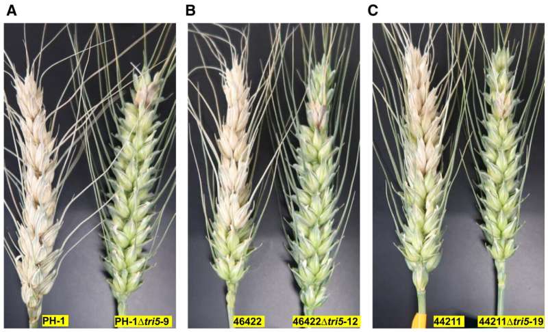 New toxin facilitates disease infection and spread in wheat