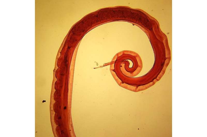 New treatment for human parasitic worm infections shows high efficacy