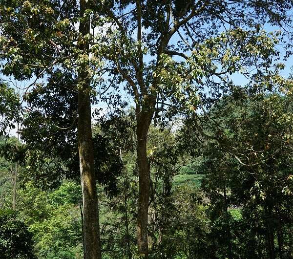 New tree species of lauraceae family found in Yunnan